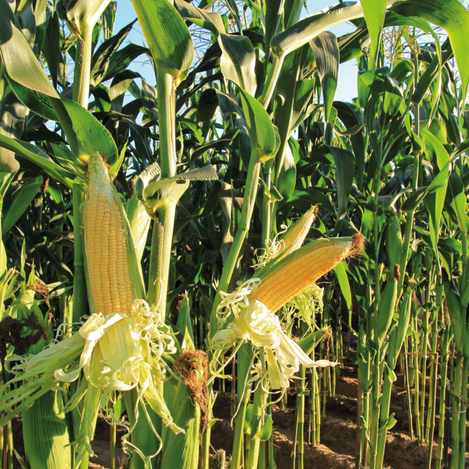 Mais, coltura chiave della Pianura Padana